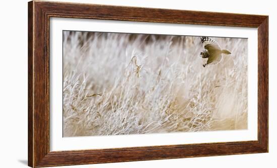 Short-eared owl in flight, Canada-Art Wolfe Wolfe-Framed Photographic Print