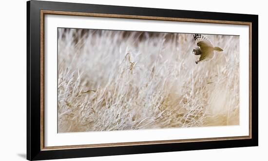 Short-eared owl in flight, Canada-Art Wolfe Wolfe-Framed Photographic Print