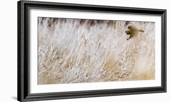 Short-eared owl in flight, Canada-Art Wolfe Wolfe-Framed Photographic Print