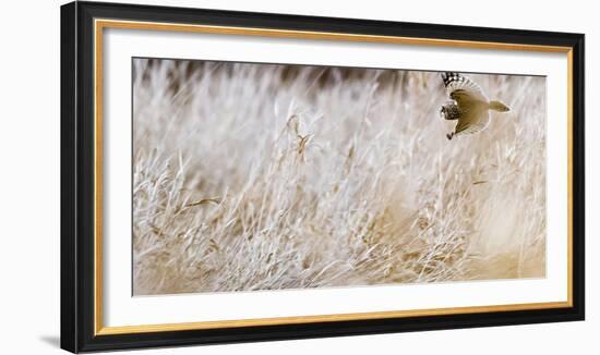 Short-eared owl in flight, Canada-Art Wolfe Wolfe-Framed Photographic Print