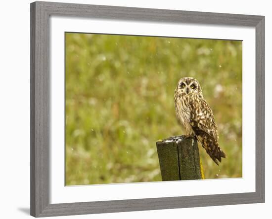 Short Eared Owl in Spring Snowfall at Nineopie Wma, Montana, USA-Chuck Haney-Framed Photographic Print
