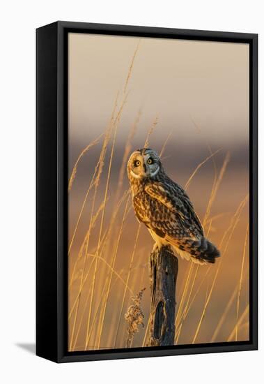 Short-eared owl perched on fence post, Prairie Ridge State Natural Area, Marion County, Illinois.-Richard & Susan Day-Framed Premier Image Canvas