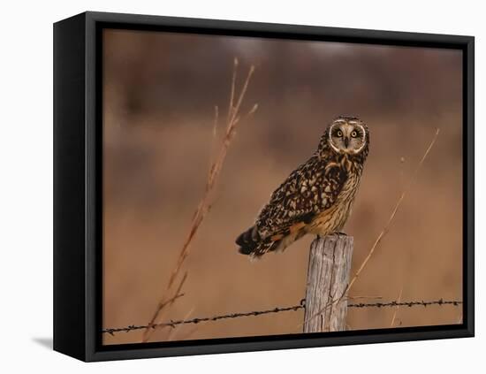 Short eared owl resting on fence post-Michael Scheufler-Framed Premier Image Canvas