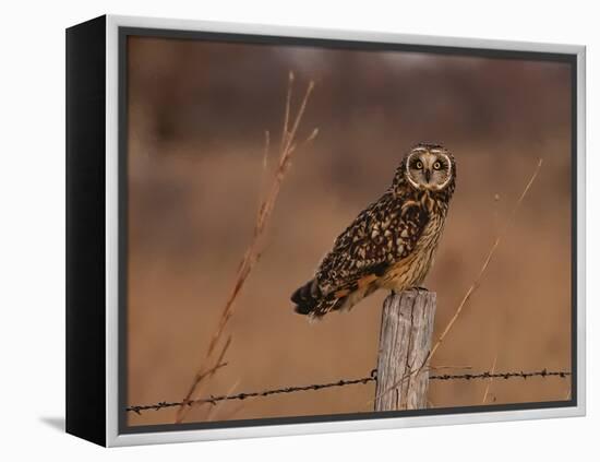 Short eared owl resting on fence post-Michael Scheufler-Framed Premier Image Canvas