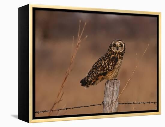 Short eared owl resting on fence post-Michael Scheufler-Framed Premier Image Canvas