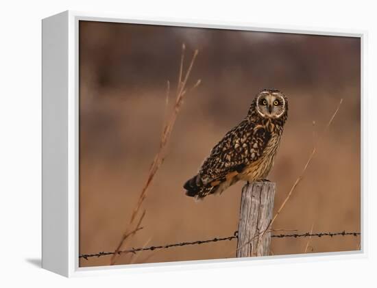 Short eared owl resting on fence post-Michael Scheufler-Framed Premier Image Canvas