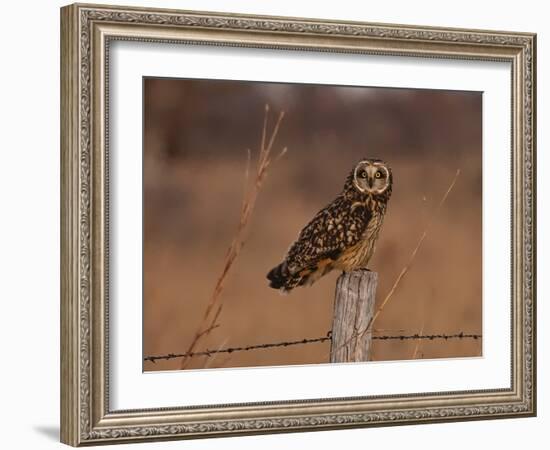 Short eared owl resting on fence post-Michael Scheufler-Framed Photographic Print