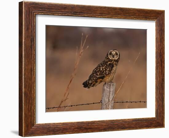 Short eared owl resting on fence post-Michael Scheufler-Framed Photographic Print