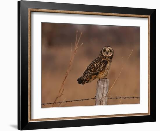 Short eared owl resting on fence post-Michael Scheufler-Framed Photographic Print