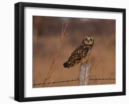 Short eared owl resting on fence post-Michael Scheufler-Framed Photographic Print