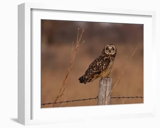 Short eared owl resting on fence post-Michael Scheufler-Framed Photographic Print