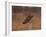Short eared owl resting on fence post-Michael Scheufler-Framed Photographic Print