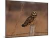 Short eared owl resting on fence post-Michael Scheufler-Mounted Photographic Print