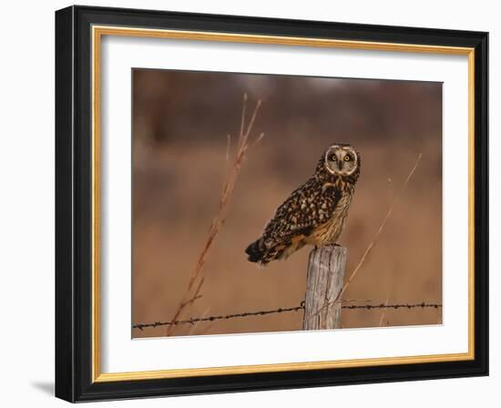 Short eared owl resting on fence post-Michael Scheufler-Framed Photographic Print
