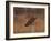 Short eared owl resting on fence post-Michael Scheufler-Framed Photographic Print