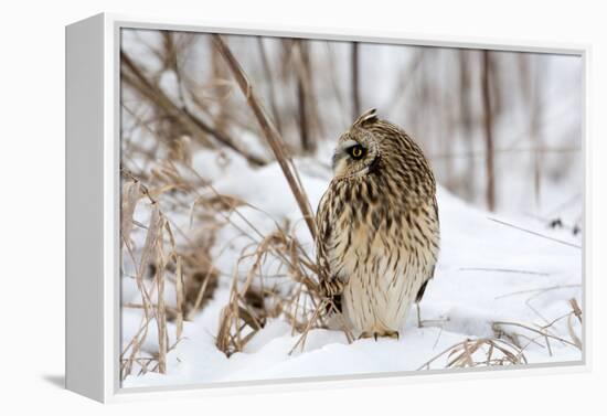 Short Eared Owl-EEI_Tony-Framed Premier Image Canvas