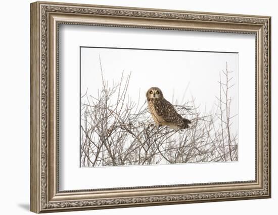 Short Eared Owl-EEI_Tony-Framed Photographic Print