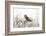 Short Eared Owl-EEI_Tony-Framed Photographic Print