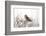 Short Eared Owl-EEI_Tony-Framed Photographic Print