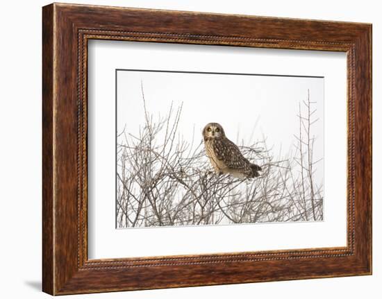 Short Eared Owl-EEI_Tony-Framed Photographic Print