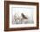 Short Eared Owl-EEI_Tony-Framed Photographic Print