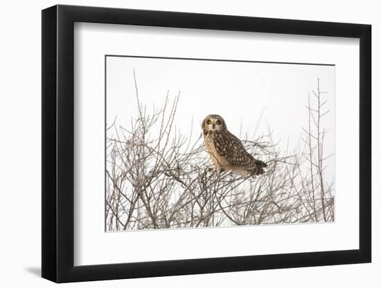 Short Eared Owl-EEI_Tony-Framed Photographic Print