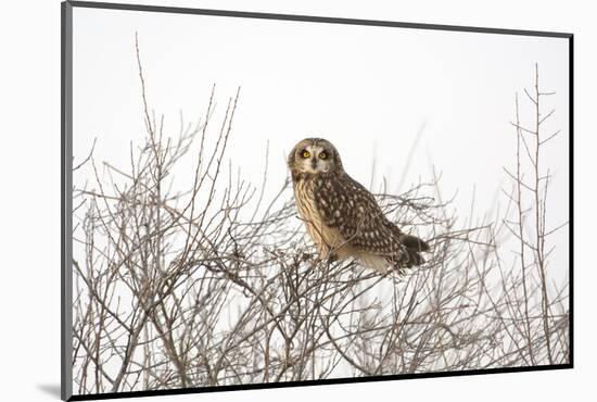 Short Eared Owl-EEI_Tony-Mounted Photographic Print