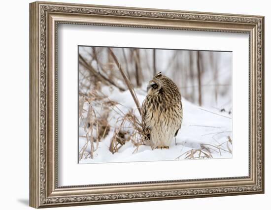 Short Eared Owl-EEI_Tony-Framed Photographic Print