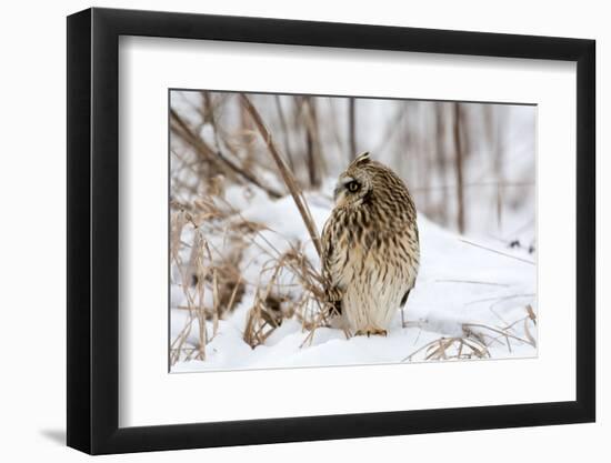 Short Eared Owl-EEI_Tony-Framed Photographic Print