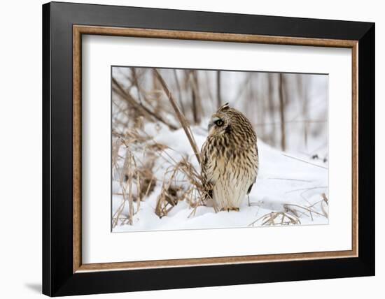 Short Eared Owl-EEI_Tony-Framed Photographic Print