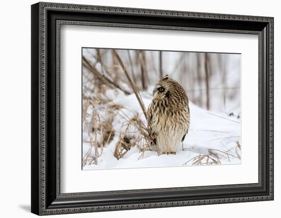 Short Eared Owl-EEI_Tony-Framed Photographic Print