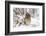 Short Eared Owl-EEI_Tony-Framed Photographic Print