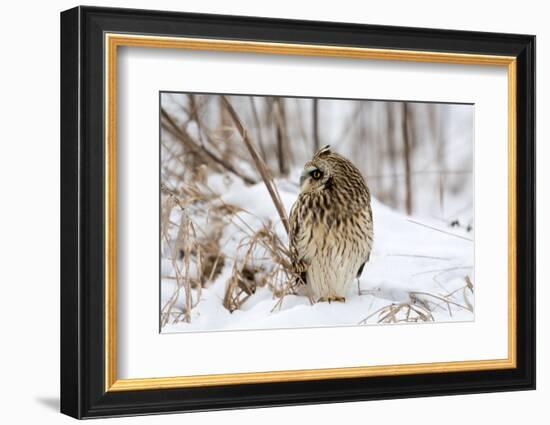 Short Eared Owl-EEI_Tony-Framed Photographic Print