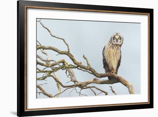 Short-Eared Owl-Ken Archer-Framed Photographic Print