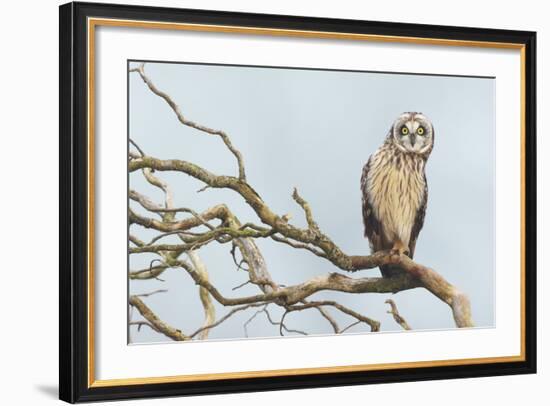 Short-Eared Owl-Ken Archer-Framed Photographic Print