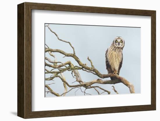 Short-Eared Owl-Ken Archer-Framed Photographic Print