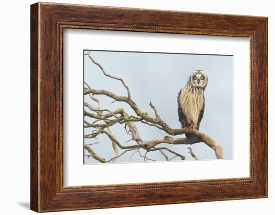 Short-Eared Owl-Ken Archer-Framed Photographic Print