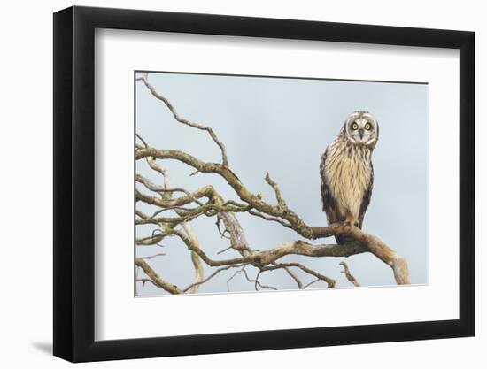 Short-Eared Owl-Ken Archer-Framed Photographic Print