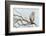 Short-Eared Owl-Ken Archer-Framed Photographic Print