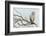 Short-Eared Owl-Ken Archer-Framed Photographic Print