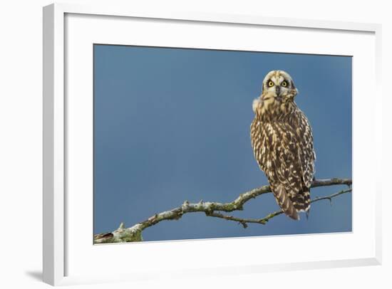 Short-Eared Owl-Ken Archer-Framed Photographic Print