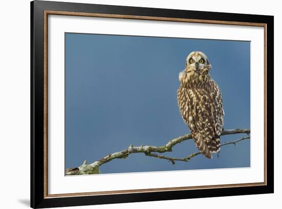 Short-Eared Owl-Ken Archer-Framed Photographic Print