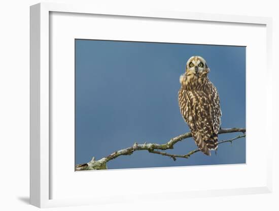 Short-Eared Owl-Ken Archer-Framed Photographic Print