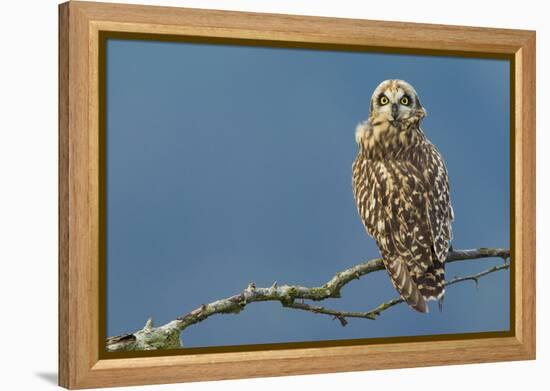 Short-Eared Owl-Ken Archer-Framed Premier Image Canvas
