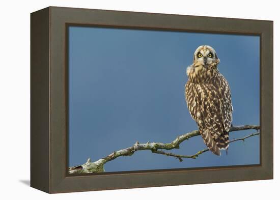 Short-Eared Owl-Ken Archer-Framed Premier Image Canvas