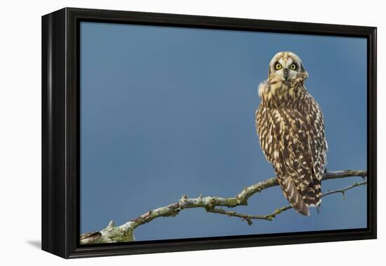 Short-Eared Owl-Ken Archer-Framed Premier Image Canvas