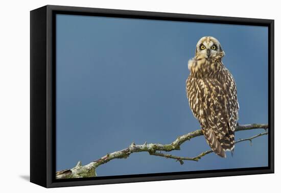 Short-Eared Owl-Ken Archer-Framed Premier Image Canvas