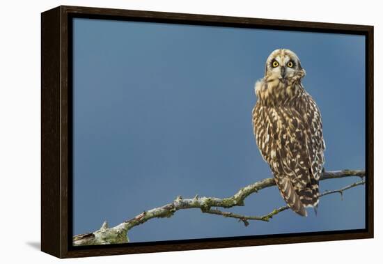 Short-Eared Owl-Ken Archer-Framed Premier Image Canvas