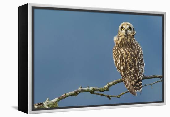 Short-Eared Owl-Ken Archer-Framed Premier Image Canvas