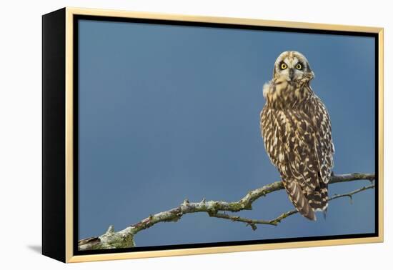 Short-Eared Owl-Ken Archer-Framed Premier Image Canvas